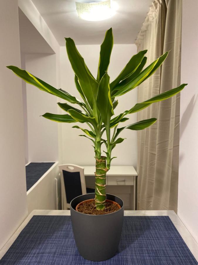 Take Pro Timisoara Apartment מראה חיצוני תמונה